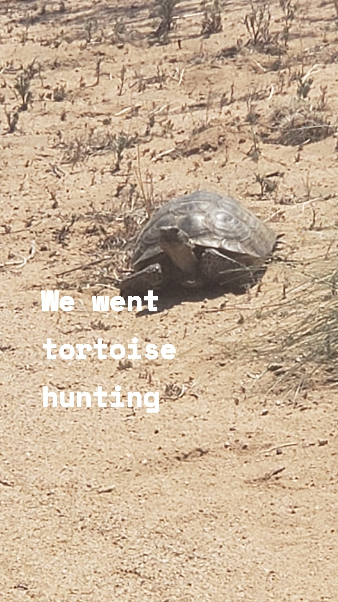 We went tortoise hunting 